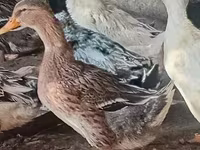 Ducks — Foto 3