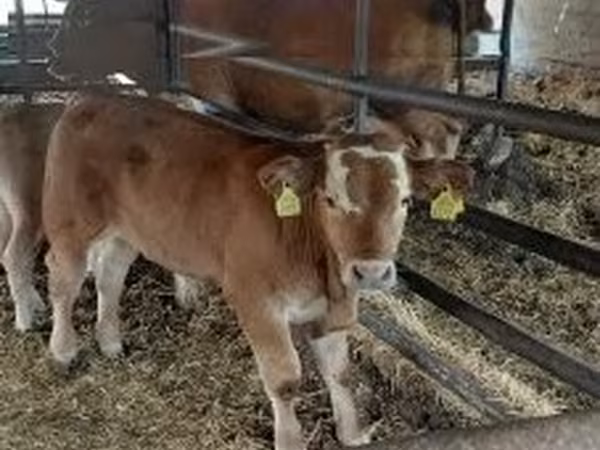 公牛, Cattle