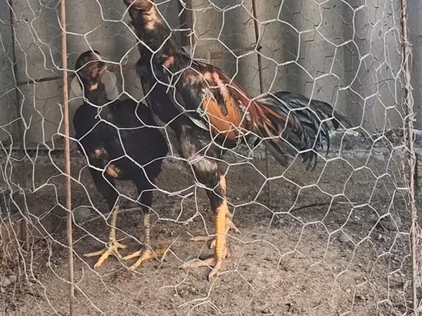 Chickens — Azərbaycan