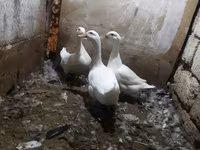 Ducks — photo 2