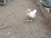 Ducks — الصورة 5