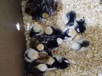 Chickens — photo 4