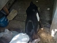 Buğa, Herefod — foto 4