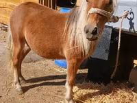Cavalo, Cavalos — foto 3