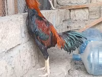 Chickens — photo 1