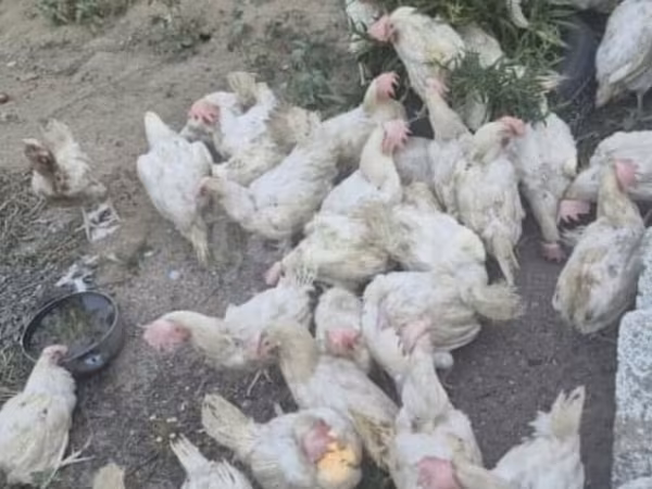 Chickens — Azerbaijan