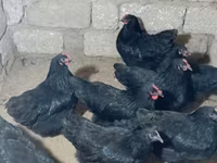 Chickens — photo 7