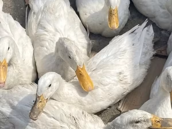 American Pekin
