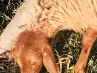 Sheep (batch, sex not specified), Sheep — photo 8