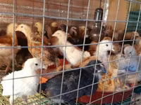Chickens — Foto 2
