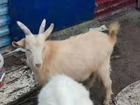 Goat, Kamori goats — photo 5