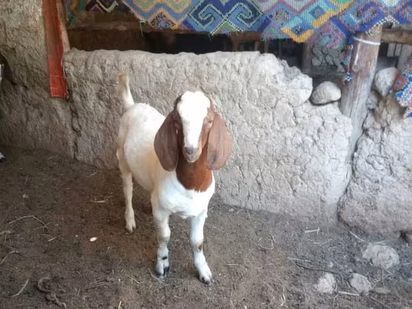 Keçi, Boer goat