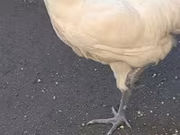 Australorp — foto 2