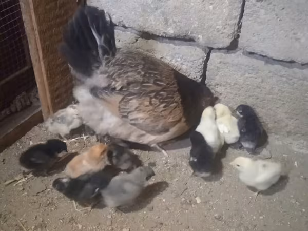 Chickens
