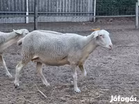 Кой, Лакон койу — сүрөт 5