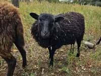 Вівця, Ouessant sheep — фото 4