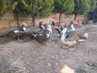 Ducks — photo 2