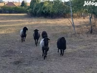 Ovce, Karakul sheep — foto 1