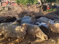 绵羊（批次，未指定性别）, Dorper sheep — 照片 1