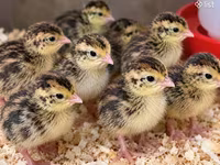 Quails — Foto 2