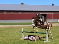 公马, Pinto horses — 照片 2