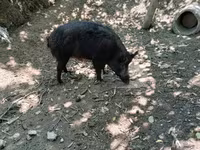 Cerda, Cerdos — foto 2