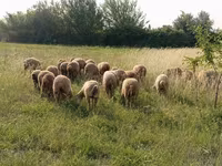 Ram, Sheep — photo 2