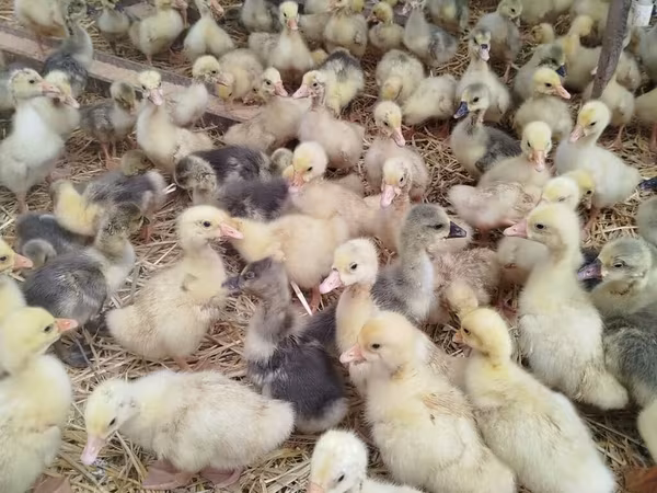 Geese — Azerbaijan