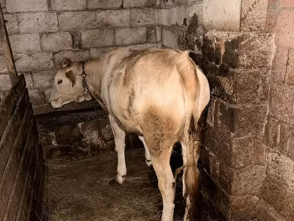 Bull, Cattle — Azerbaijan