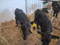 Bulle, Simmental cattle — Foto 4