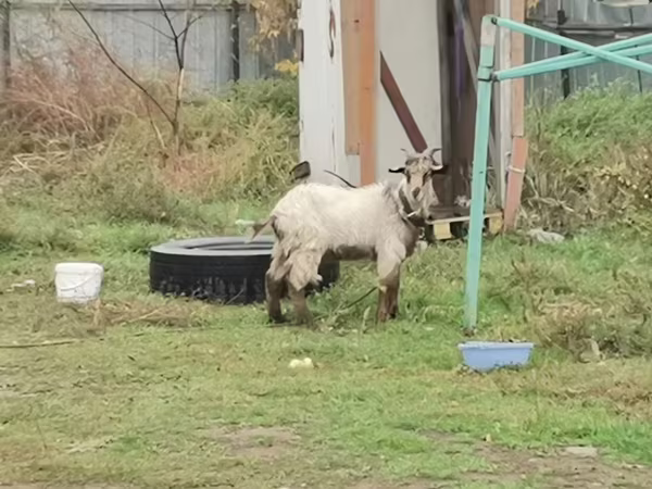 Cabro, Cabras
