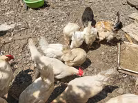 2 erkek 2 dişi ördək.4 bala, balanın 3 ü erkek 1i,dişi.toplam 100azn — foto 5