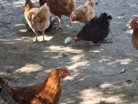 Chickens — Foto 6