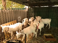 Keçilər (partiya, cinsi göstərilməyib), Pomellata goat — foto 4