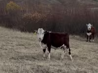 Býk, Kazachská bílá hlava kráva — foto 1