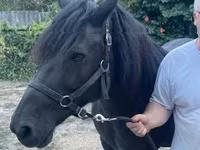 Klisna, Hucul pony — foto 2