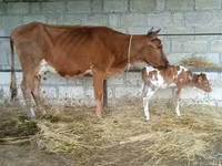 İnək, Mal-qara — foto 2