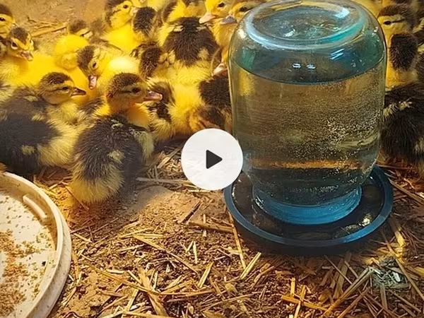 Ducks — Azerbaijan