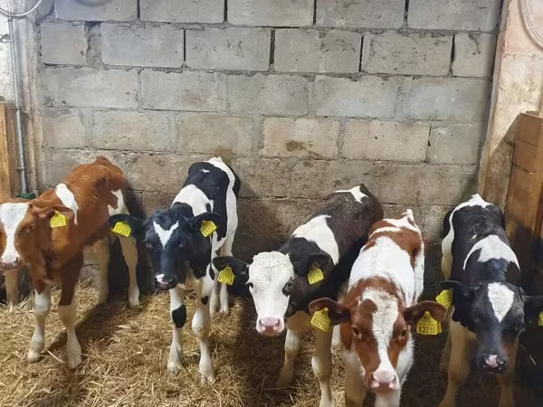 Býk, Simmental cattle
