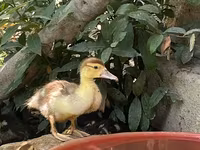 Ducks — photo 1