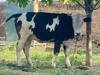 Kuh, Simmental cattle — Foto 5