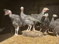 Turkeys — फ़ोटो 1
