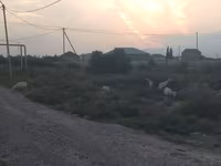 عنزة, الماعز — الصورة 5