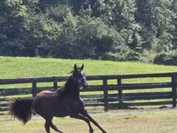 Horse (M), Rocky Mountain Horse — photo 2