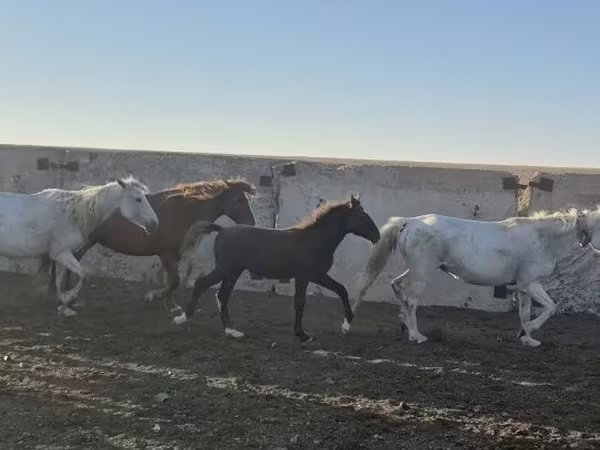 घोड़ा, Kazakh horse