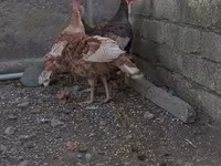 Burbon Qırmızı — foto 7