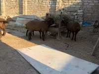 Sheep, Sheep — photo 4