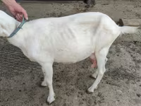 母山羊, Saanen goat — 照片 3
