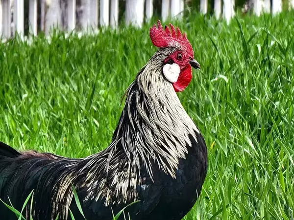 Chickens — أرمينيا