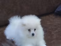 Məhsul: Pomeranian Spitz balası - Rəng: qar kimi ağ - Xəz: sıx — photo 5